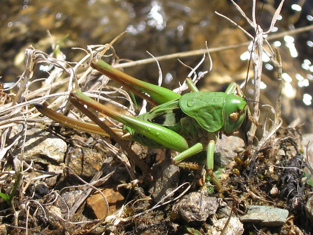 Giovane Decticus sp. (verrucivorus/aprutianus)